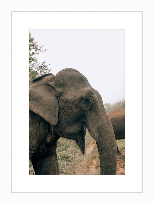 ELEPHANT EYES - FRAMED
