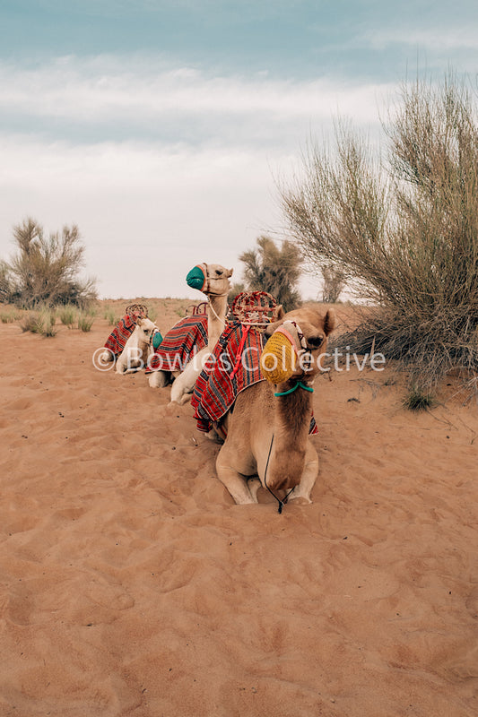CAMELS IN DUBAI